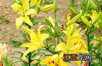 百合花图片大全 百合花