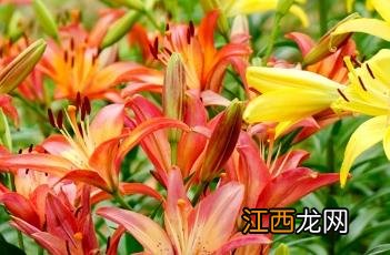 百合花图片大全 百合花