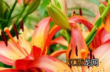 百合花图片大全 百合花