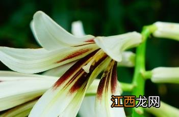 百合花图片大全 百合花