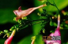 叉花草花期 叉花草