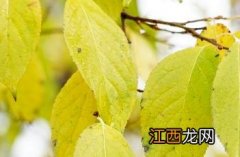 杜仲本草新编 杜仲_本草新编