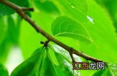 杜仲_证类本草 杜仲证类本草