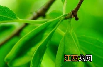 杜仲 杜仲雄花茶的作用与功效