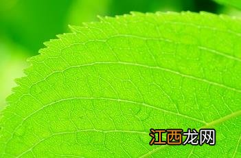 杜仲 杜仲雄花茶的作用与功效