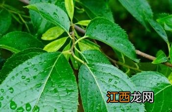 杜仲 杜仲雄花茶的作用与功效