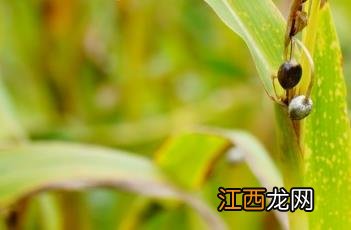 草药薏苡仁 薏苡仁_本草新编