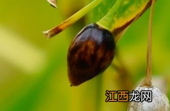 草药薏苡仁 薏苡仁_本草新编