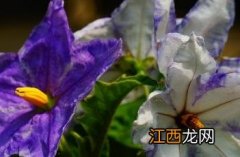 大花茄有毒吗 大花茄