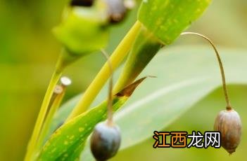 薏苡仁 薏苡仁怎么吃除湿效果最好