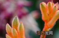 袋鼠爪花 袋鼠爪花的花语