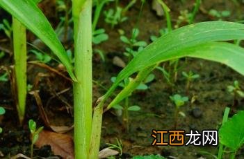 薏苡根 珠子草的功效与作用图片