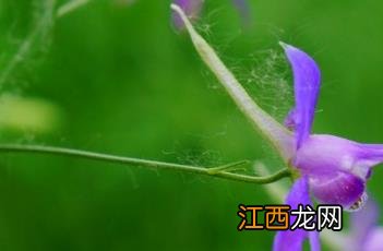 千鸟草 千鸟草的花语