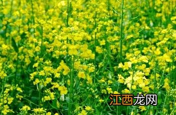 油菜子油 油菜子油保质期有多久