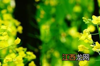 芸苔子油怎么吃 芸苔子