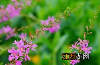 帚枝千屈菜