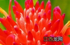 水塔花 水塔花怎样浇水