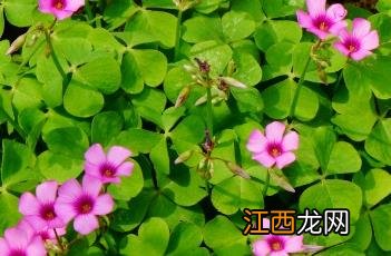 红花酢浆草 红花酢浆草可以吃吗