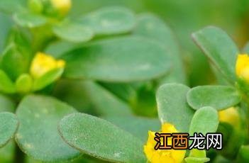 马齿苋来源及入药部位 马齿苋_证类本草