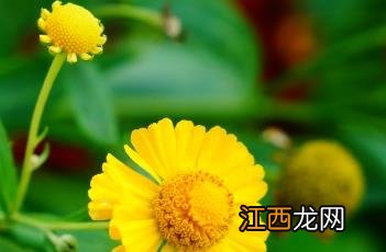 堆心菊 堆心菊什么时候播种最好