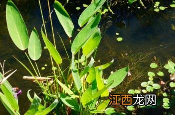 再力花图片 再力花