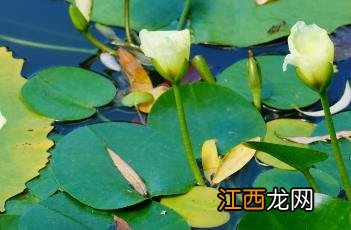 水罂粟 水罂粟有毒吗