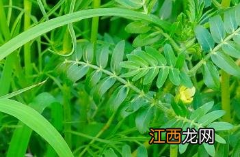 蒺藜_证类本草 刺蒺藜本经