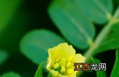 蒺藜苗 蒺藜草图片