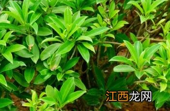 非洲茉莉花图片 非洲茉莉