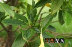 非洲茉莉花图片 非洲茉莉