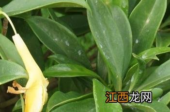 非洲茉莉花图片 非洲茉莉