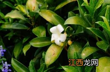 非洲茉莉花图片 非洲茉莉