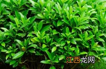 非洲茉莉花图片 非洲茉莉