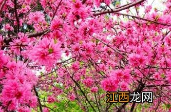 菊花桃 菊花桃花