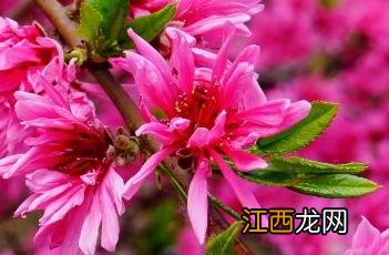 菊花桃 菊花桃花