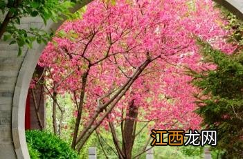 菊花桃 菊花桃花