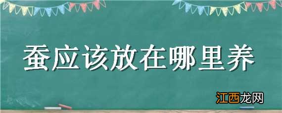 蚕应该放在哪里养活 蚕应该放在哪里养