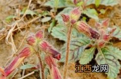 熟地黄_本草汇言 熟地黄神农本草经