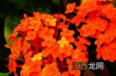 龙船花冬天怎么养才能安全过冬? 龙船花