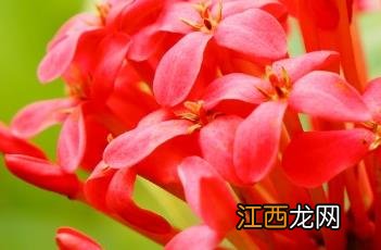 龙船花冬天怎么养才能安全过冬? 龙船花