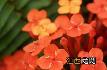 龙船花冬天怎么养才能安全过冬? 龙船花