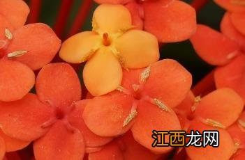 龙船花冬天怎么养才能安全过冬? 龙船花