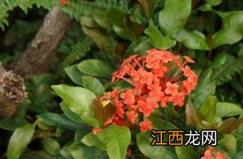 龙船花冬天怎么养才能安全过冬? 龙船花