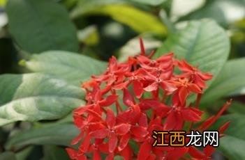 龙船花冬天怎么养才能安全过冬? 龙船花