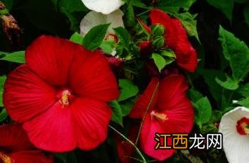 芙蓉葵红是什么颜色 芙蓉葵