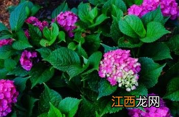 绣球 绣球花的花朵蔫了怎么办