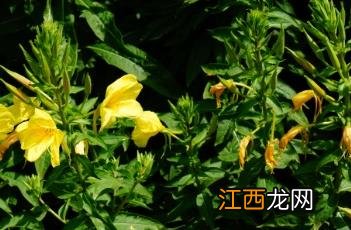 黄花月见草的功效与主治 黄花月见草