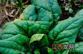 菠菜_滇南本草 云南菠菜什么意思