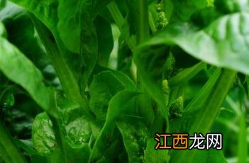 菠菜籽的作用与功效 菠菜子