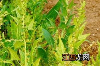 菠菜籽的作用与功效 菠菜子